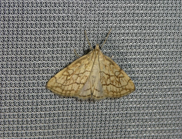 Evergestis pallidata - szalmaszínű dudvamoly