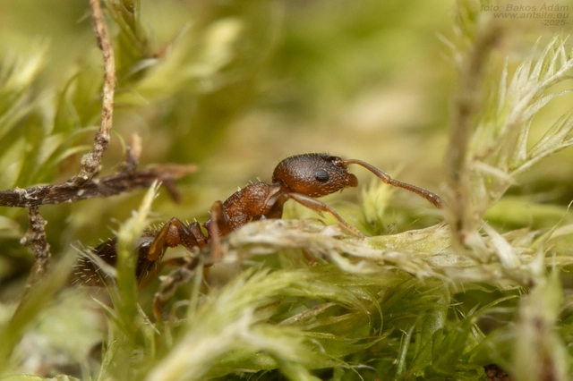 Temnothorax corticalis - ritka kéreghangya