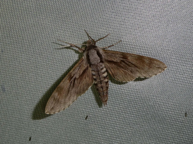 Hyloicus pinastri - fenyőszender
