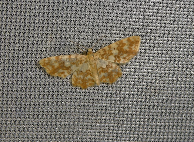 Hydrelia flammeolaria - narancssárga araszoló