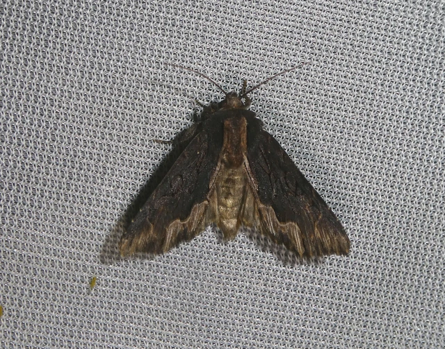 Dypterygia scabriuscula - szurokbarna nyáribagoly