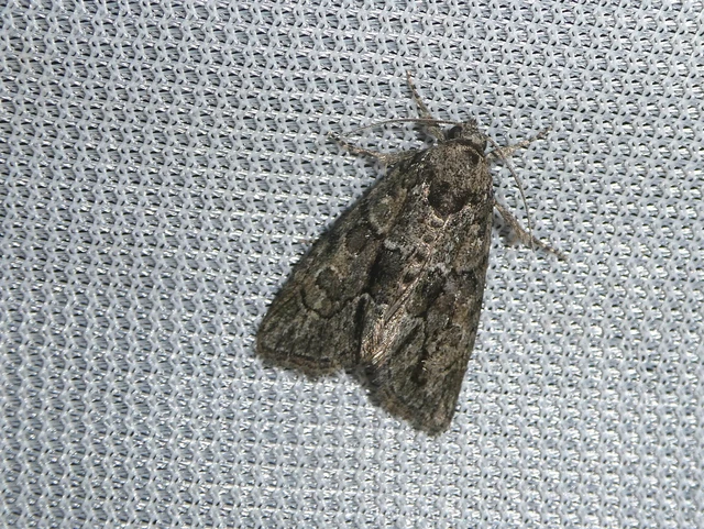 Cryphia fraudatricula - homoki zuzmóbagoly