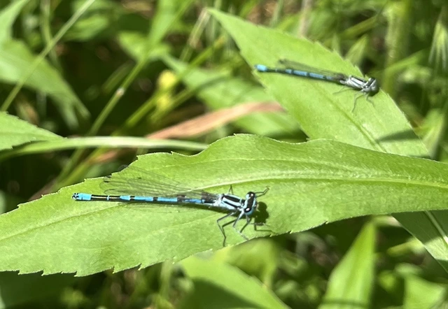 Coenagrion puella - azúrkék légivadász