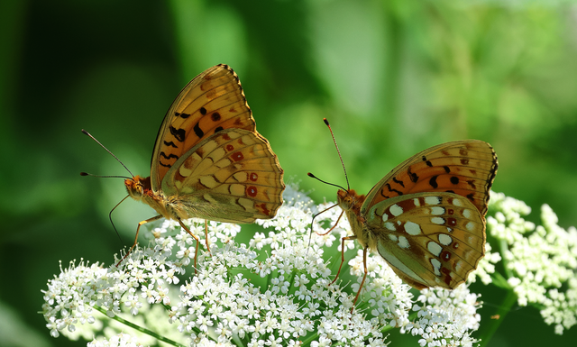 Argynnis adippe - ezüstös gyöngyházlepke
