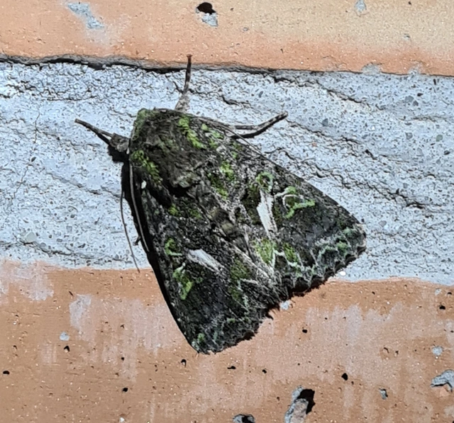 Trachea atriplicis - nyári zöldbagoly