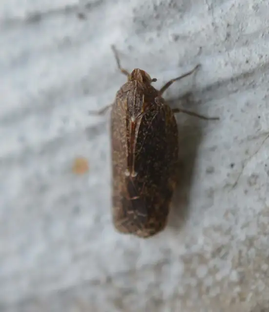 Cixidia pilatoi