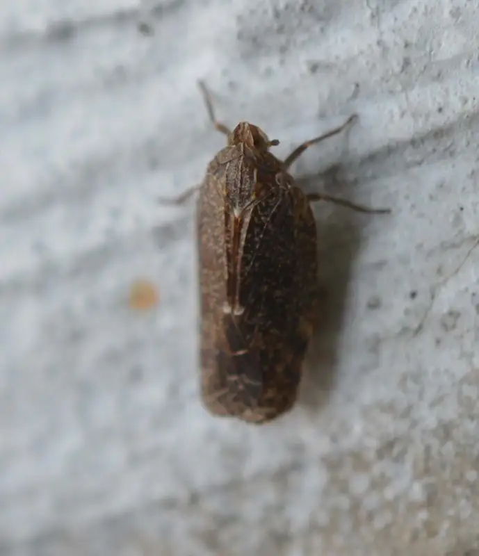 Cixidia pilatoi