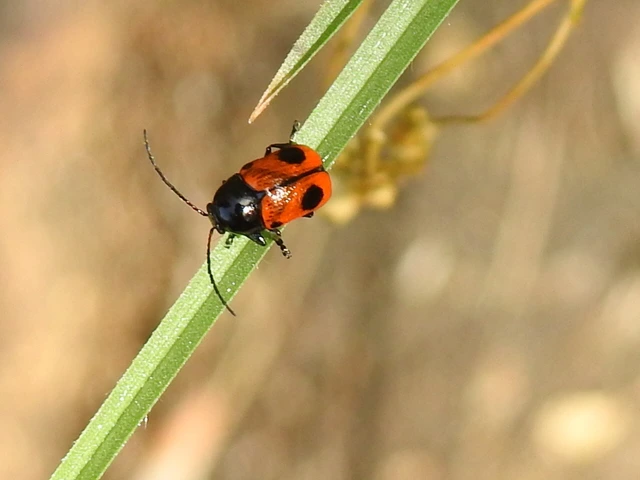 Cryptocephalus bipunctatus - kétpettyes zömökbogár