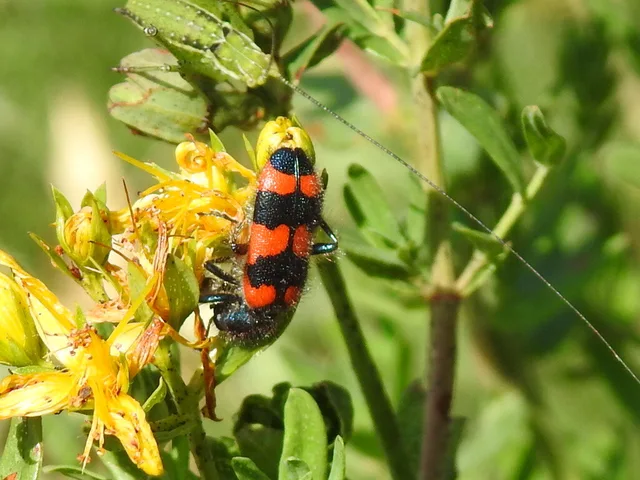 Trichodes favarius - hatfoltos méhészbogár