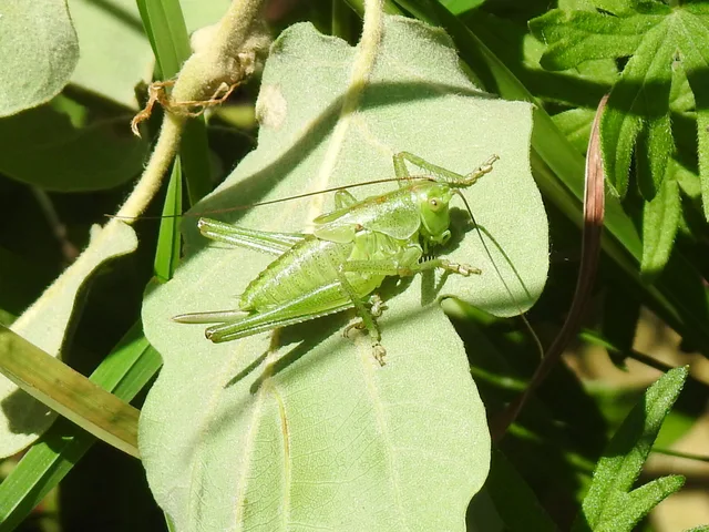 Tettigonia