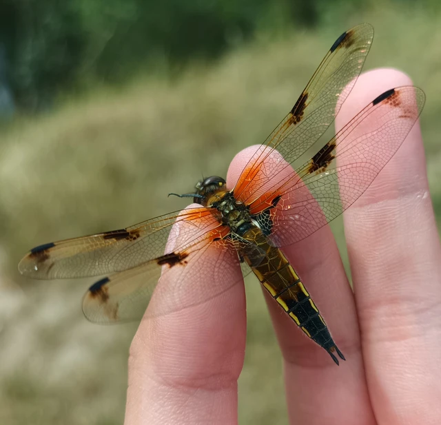 Libellula quadrimaculata - négyfoltos laposacsa