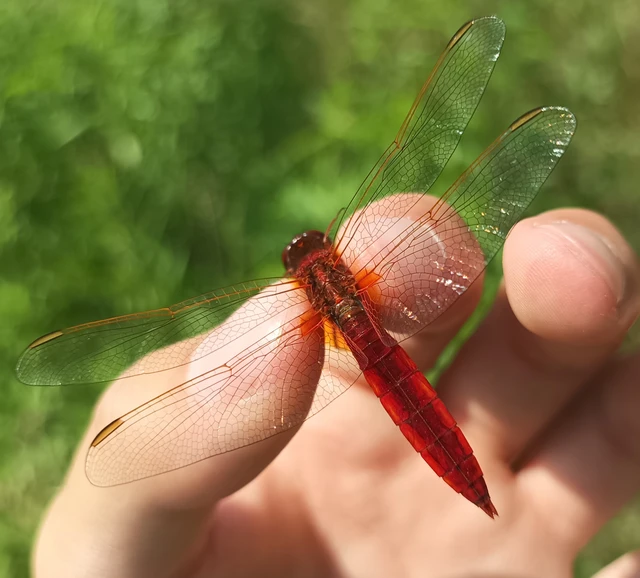Crocothemis erythraea - skarlát szitakötő