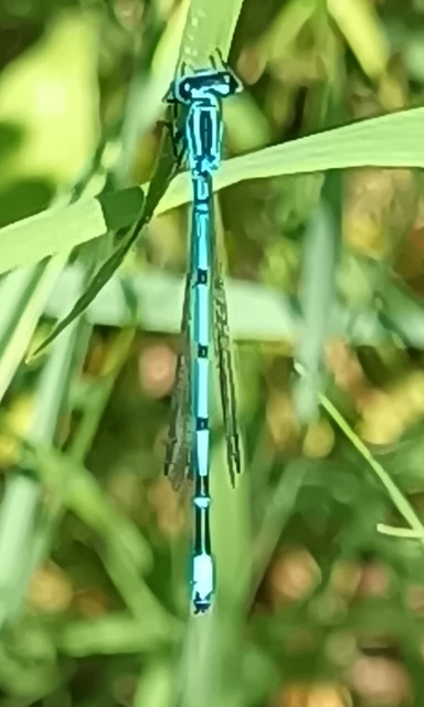 Coenagrion puella - azúrkék légivadász