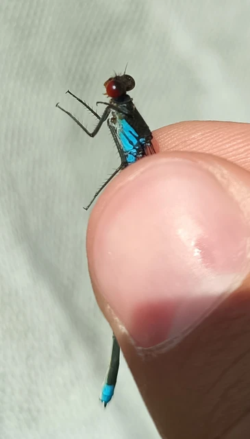 Erythromma najas - nagy pirosszemű-légivadász