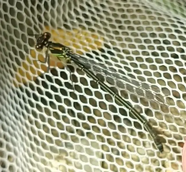 Erythromma najas - nagy pirosszemű-légivadász