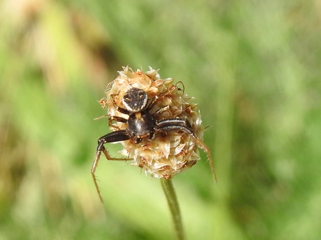 Xysticus
