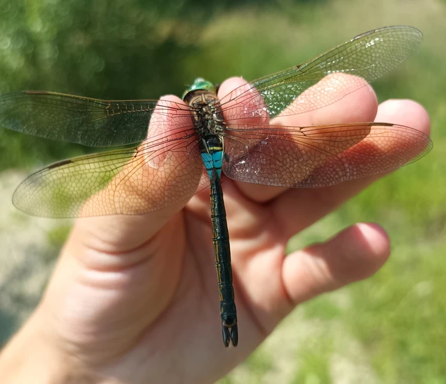 Anax parthenope - barna óriásacsa