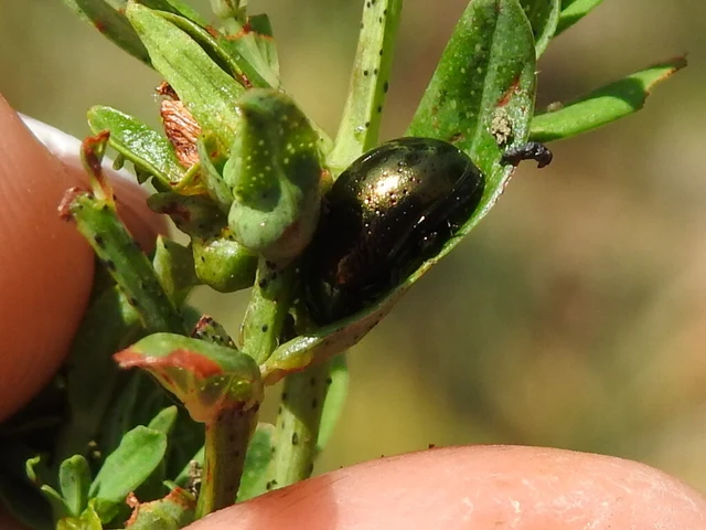 Chrysolina hyperici - zöld orbáncfűlevelész