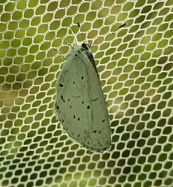 Celastrina argiolus - bengeboglárka