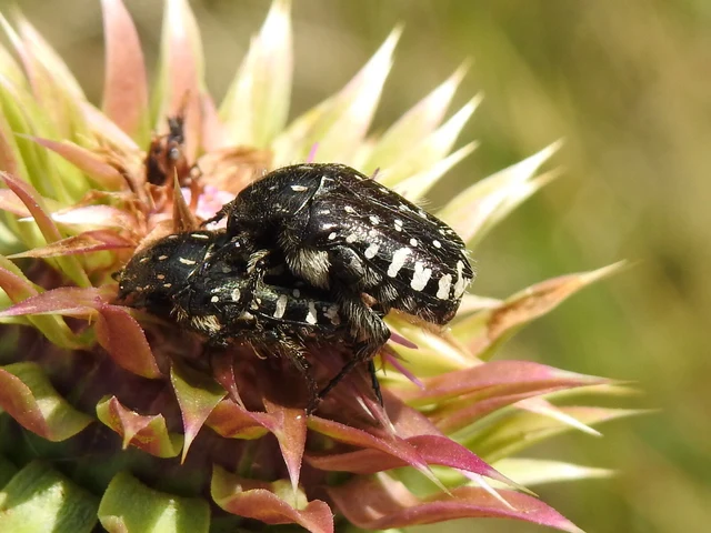 Oxythyrea funesta - sokpettyes virágbogár