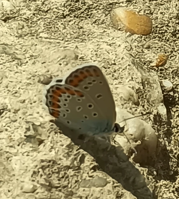 Plebejus argyrognomon - tintakék boglárka