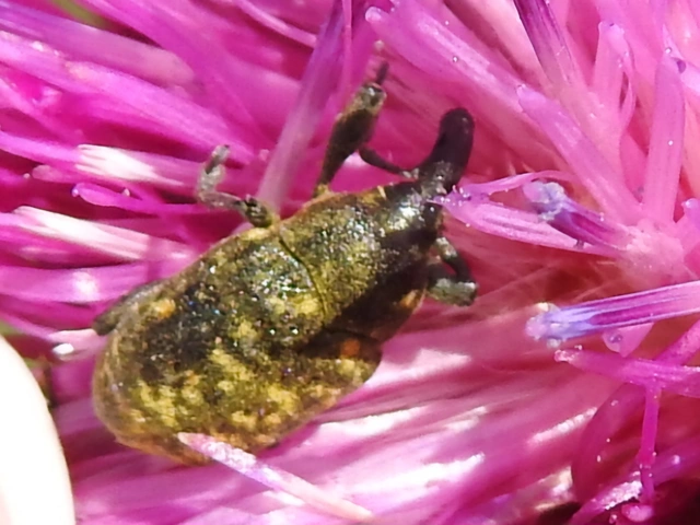 Larinus
