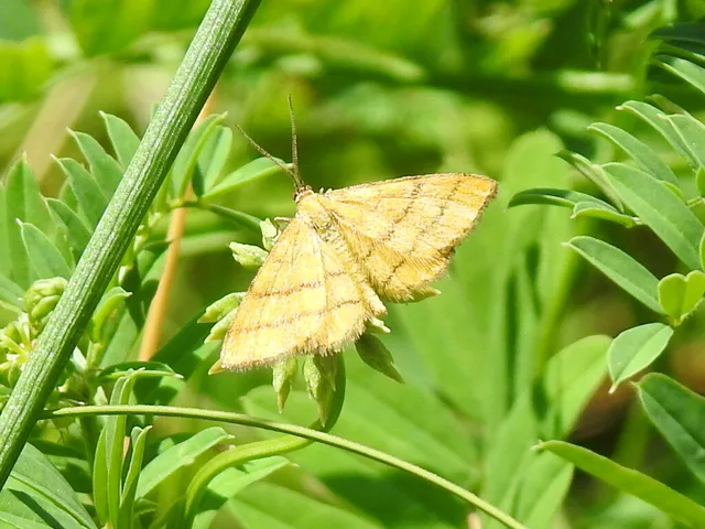 Idaea aureolaria - aranyos sávosaraszoló