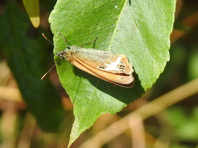 Coenonympha arcania - fehéröves szénalepke