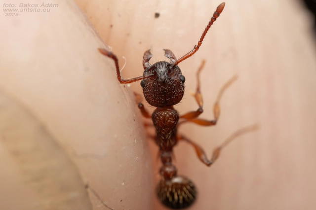 Myrmica schencki - kétszínű bütyköshangya