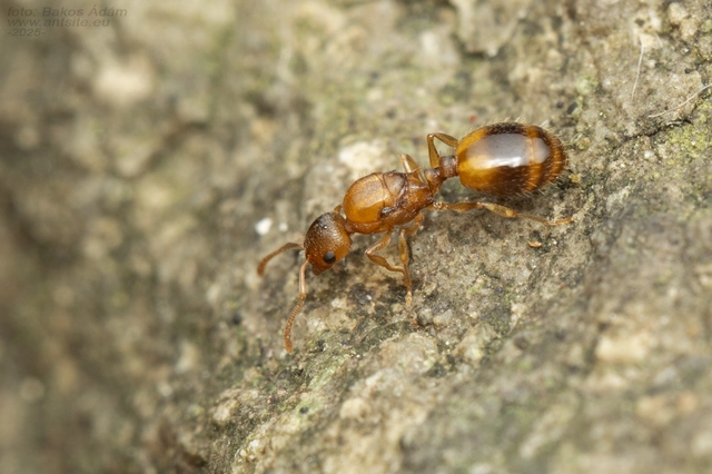 Temnothorax crassispinus - gubacslakó kéreghangya