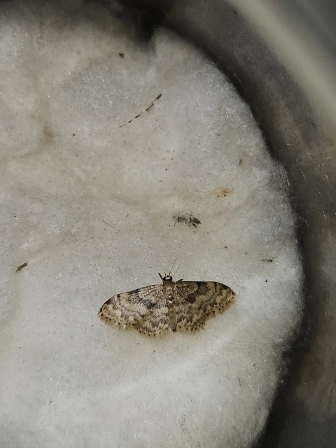 Idaea inquinata - mintás apróaraszoló