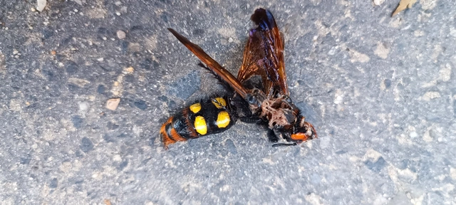 Megascolia maculata - óriás-tőrösdarázs