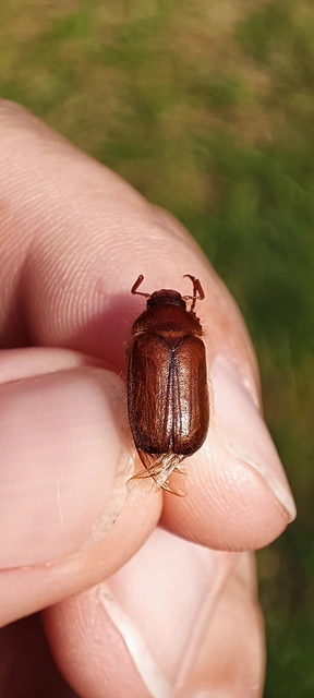 Amphimallon assimile - kis sárgacserebogár