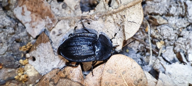 Phosphuga atrata - bordás csigarabló