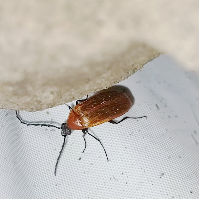 Pseudocistela ceramboides - narancssárga alkonybogár