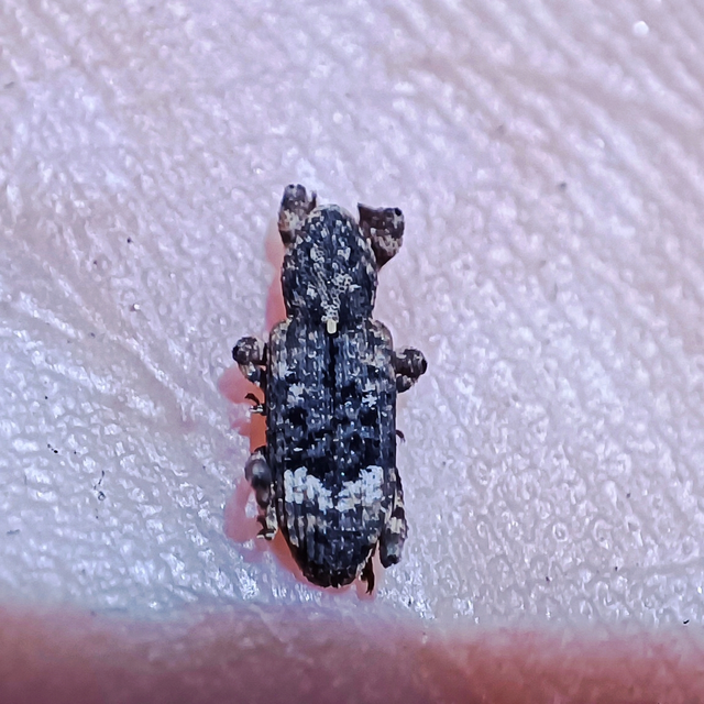 Camptorhinus simplex - sima holttettetős-ormányos