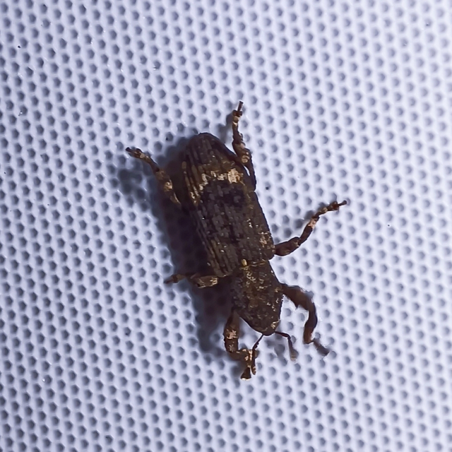 Camptorhinus