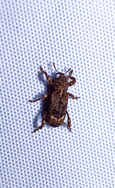 Camptorhinus simplex - sima holttettetős-ormányos