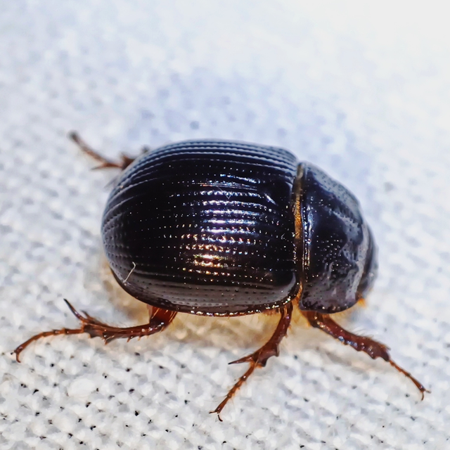 Odonteus armiger - mozgószarvú álganéjtúró