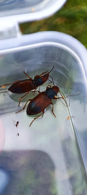 Diachromus germanus - német tarkafutó