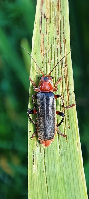 Cantharis livida - mezei lágybogár