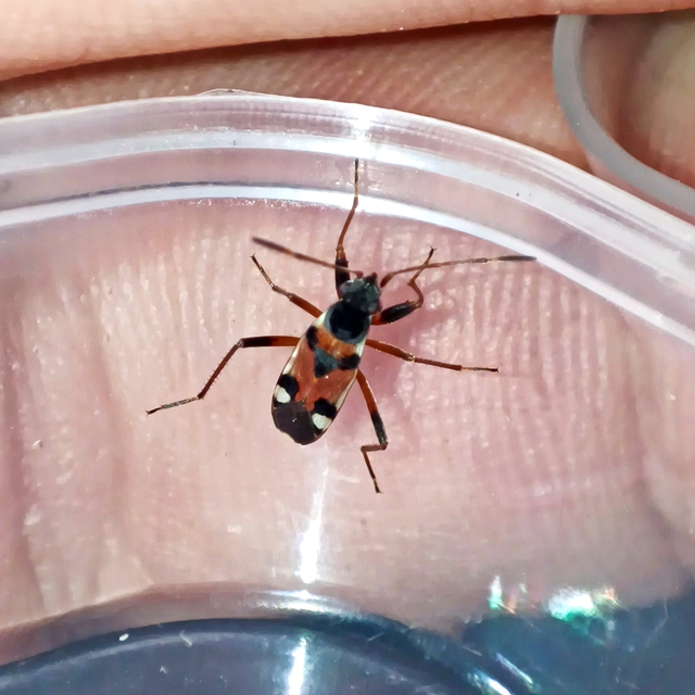 Beosus quadripunctatus - pettyes homokibodobács
