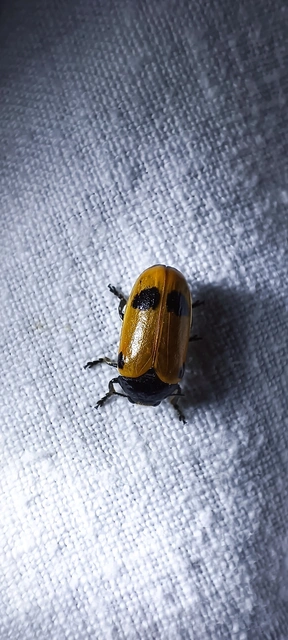 Clytra quadripunctata - négyfoltos zsákhordóbogár
