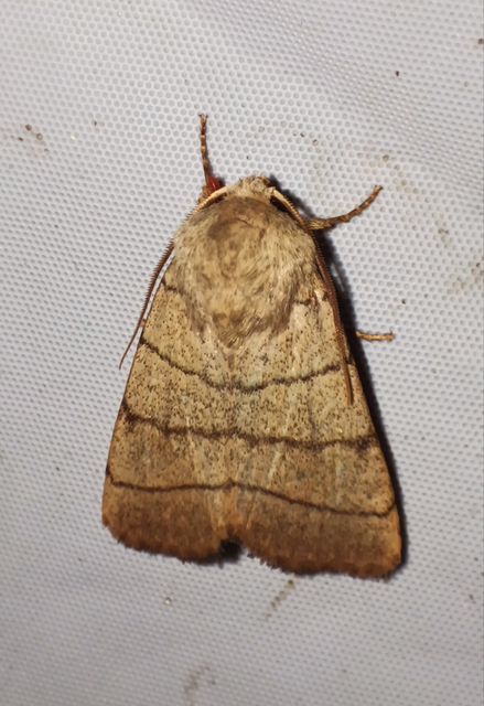 Charanyca trigrammica - háromsávos lombbagoly