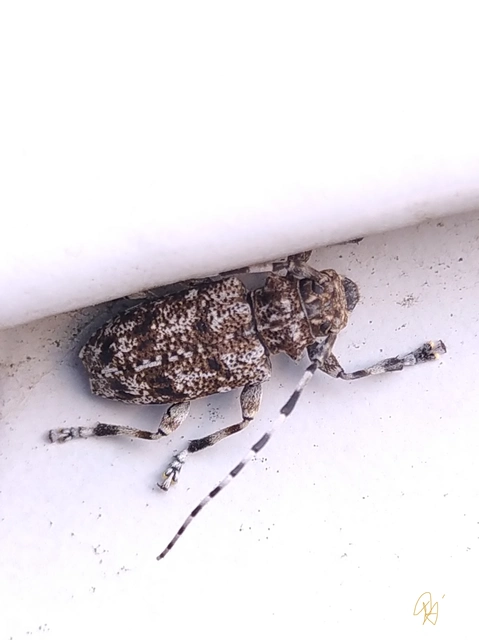 Aegomorphus clavipes - tarka cincér Aegomorphus clavipes - tarka cincér