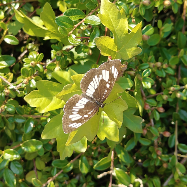 Neptis rivularis - nagy fehérsávoslepke