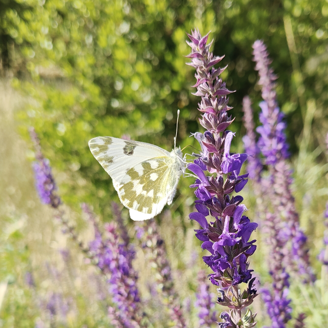 Pontia edusa - rezedalepke