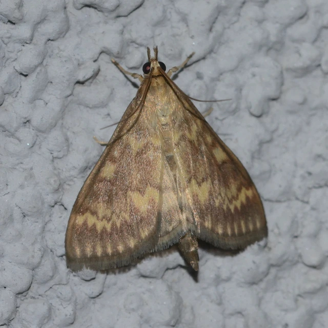 Ostrinia nubilalis - kukoricamoly