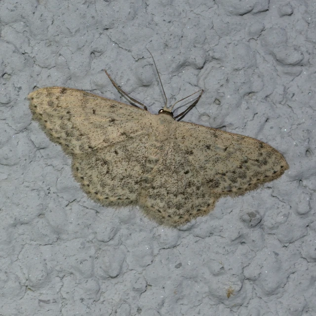 Scopula marginepunctata - pettyes sávosaraszoló