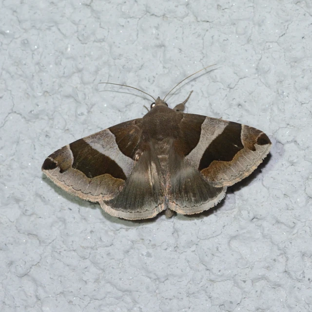 Dysgonia algira - déli porcelánbagoly